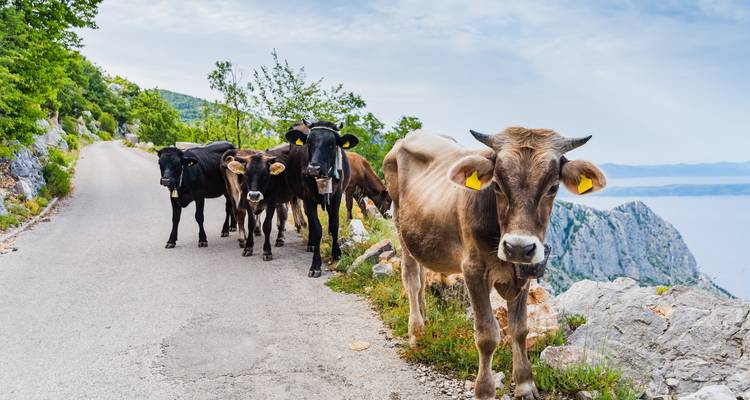 Groupe de vaches sur une route de montagne.