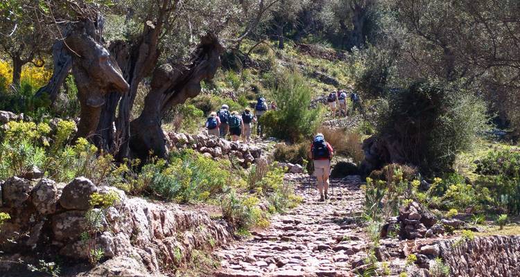 Randonneurs marchant le long d'un sentier rocheux à travers des oliviers.