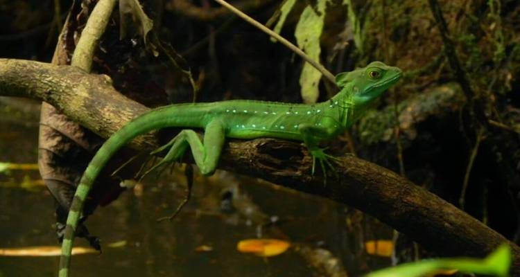 Green lizard on a branch in a jungle setting.