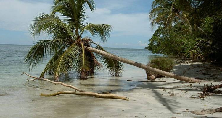 Beach with leaning palm tree and white sand.
