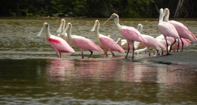 Group of pink birds standing by the water.
