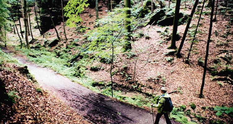 Ein Wanderer, der auf einem Waldweg geht, umgeben von üppigem Blattwerk.