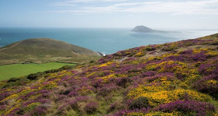 Des fleurs colorées tapissent les collines surplombant l'océan.