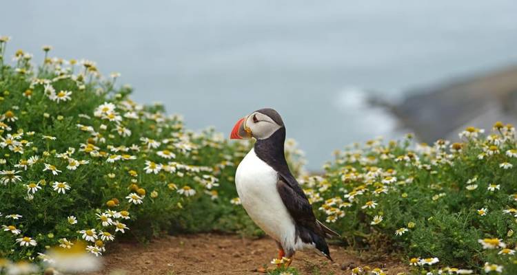 Macareux debout dans un champ de marguerites au bord de la mer.