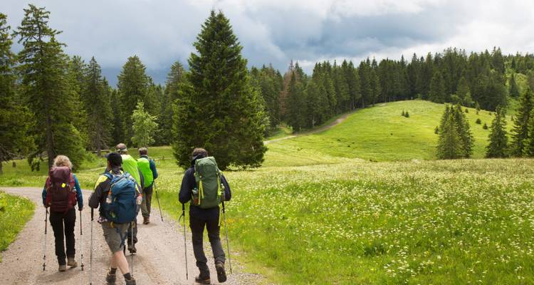 Grupo de excursionistas caminando por un prado con bosque circundante.