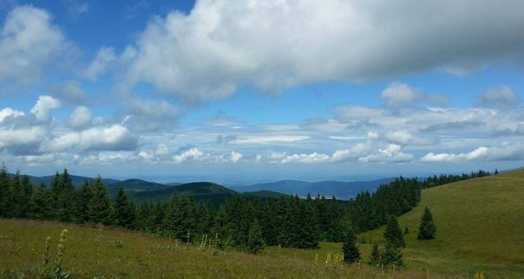 Rolling hills with pine trees and a distant view.