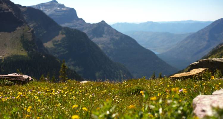 Pré recouvert de fleurs sauvages alpines nettes et précises, avec des montagnes lointaines vaporeuses et des vallées délicatement floues en arrière-plan.