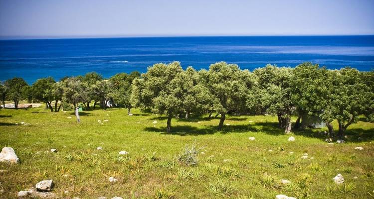 Olivenhain-Wiese mit Blick auf das glänzende blaue Mittelmeer unter klarem Himmel.