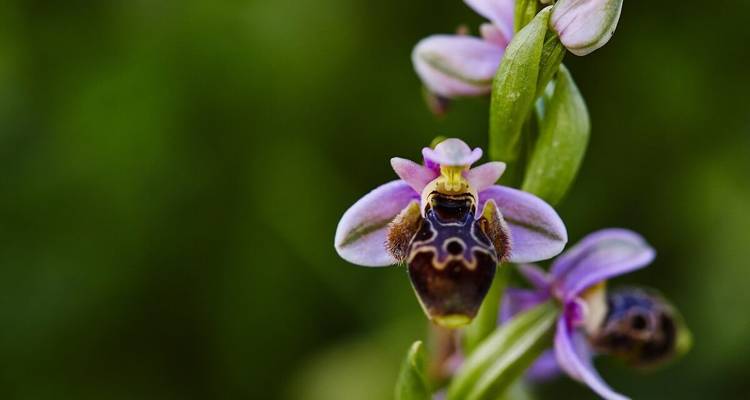 Makroaufnahme einer wild wachsenden Bienenorchidee in Blüte vor unscharfem grünem Hintergrund.