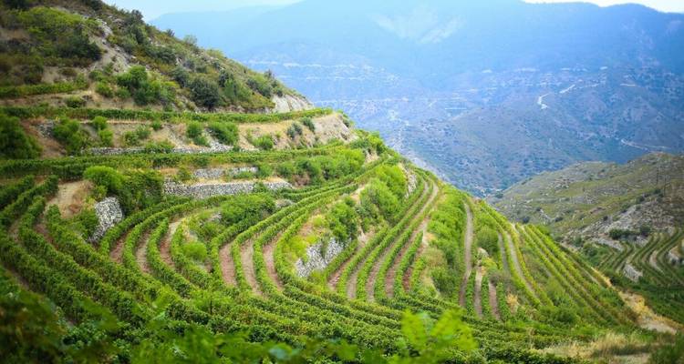 Terrassierte Weinbergabhänge ziehen sich in grünen Kurven durch die zypriotische Berglandschaft.