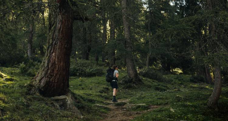 Una mochilera sube por un sendero forestal lleno de raíces rodeada de enormes coníferas y luz filtrada.