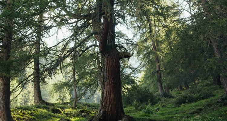 Bosque de coníferas salpicado de luz solar con un prominente alerce rodeado de exuberante maleza.