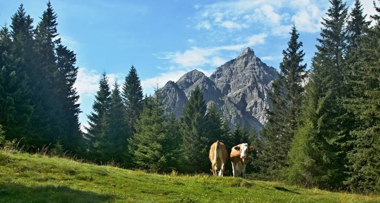 Dos vacas pastan en un prado alpino cubierto de hierba, rodeado de oscuros árboles de abeto con una pico de montaña dentado detrás.
