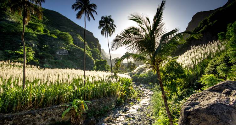 Vallée tropicale ensoleillée avec de grands palmiers, une végétation luxuriante et un ruisseau scintillant