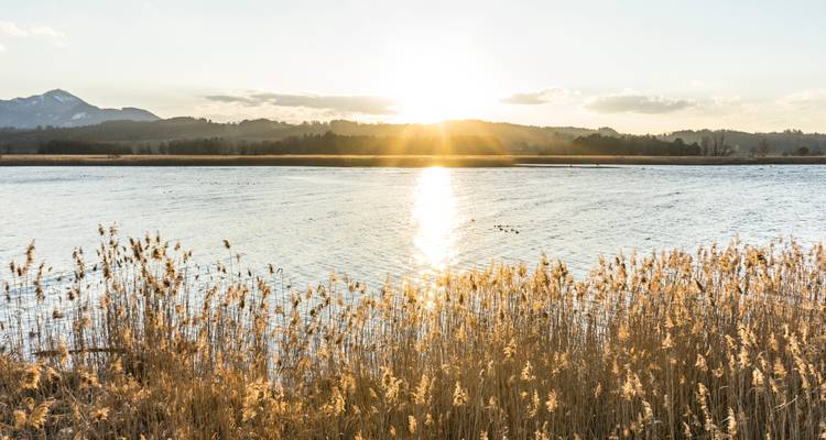 Coucher de soleil sur un lac avec des roseaux au premier plan.