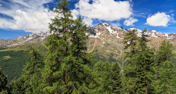 Tall pine trees with snow-capped mountain peaks in the background.