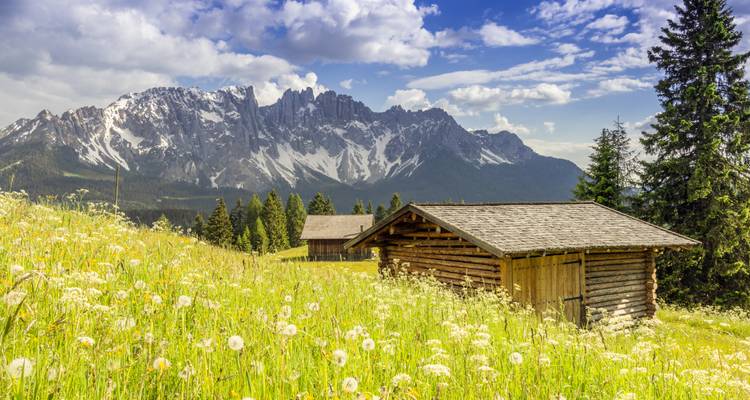 A field of wildflowers with rustic cabins and a mountain range in the distance.