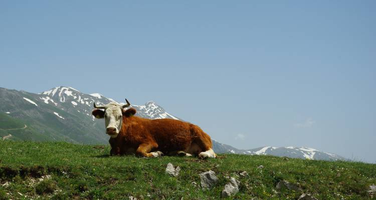 A cow lying on a grassy hill with distant snow-capped mountains in the background.