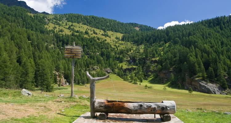 Green alpine meadow with a wooden trough and mountainous forested backdrop.