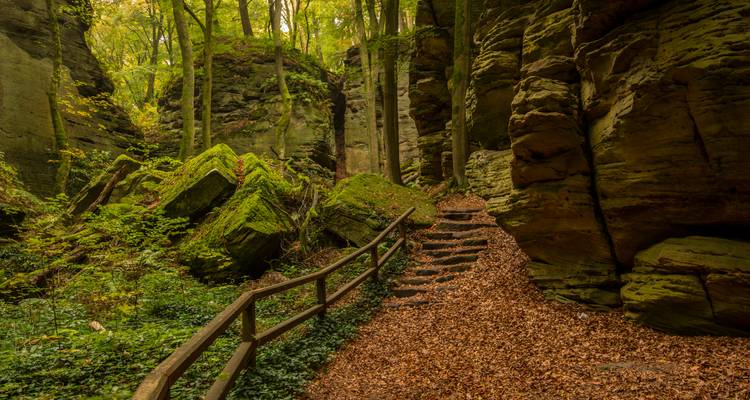 Waldgebiet mit Pfad, der sich durch moosige Felsen und Bäume schlängelt.