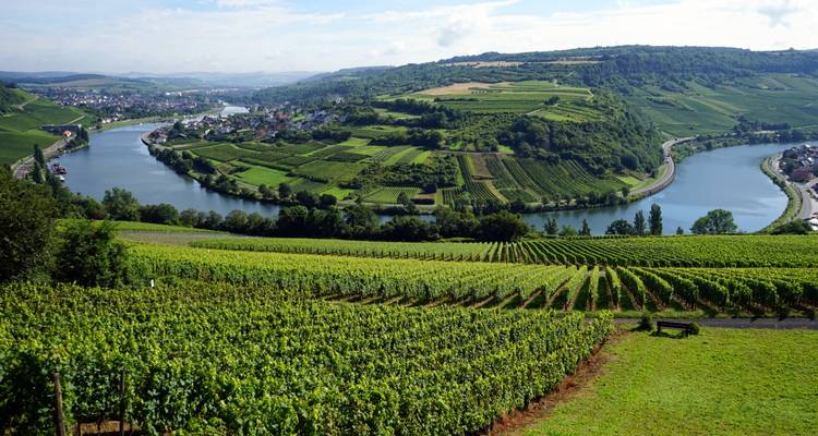Gewundener Fluss durch grüne Weinberge unter klarem Himmel.