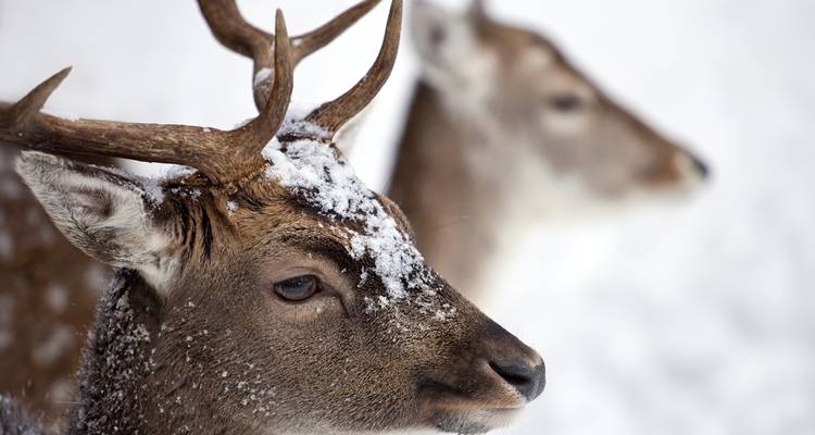 Nahaufnahme von zwei Hirschen mit Schnee auf ihrem Geweih.