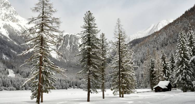 Bäume in einer verschneiten Landschaft mit einer Hütte und Bergen.