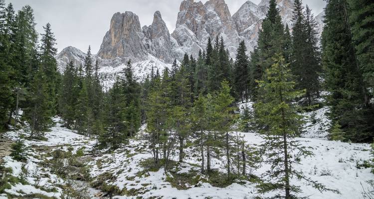 Bosque cubierto de nieve con montañas de fondo.