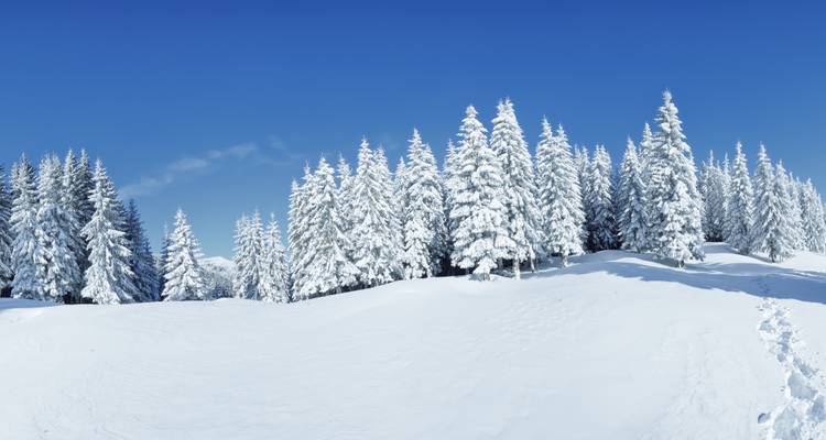 Árboles cubiertos de nieve bajo un cielo azul brillante.
