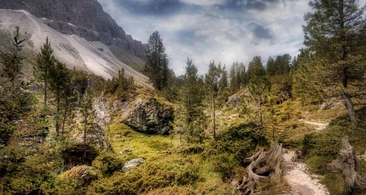 Forest path in a mountainous area with rocky terrain.