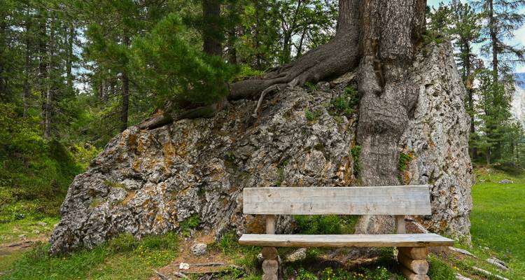 Bench by a tree growing on a rocky surface in a forest.