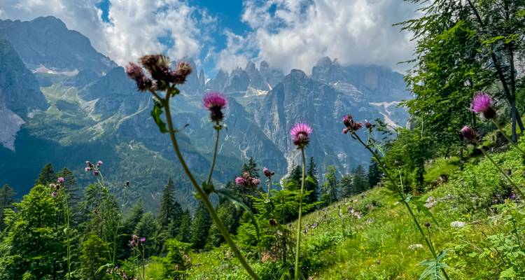 Nahaufnahme wilder Disteln mit dramatischen Dolomitspitzen, die sich dahinter unter blauem Himmel erheben.