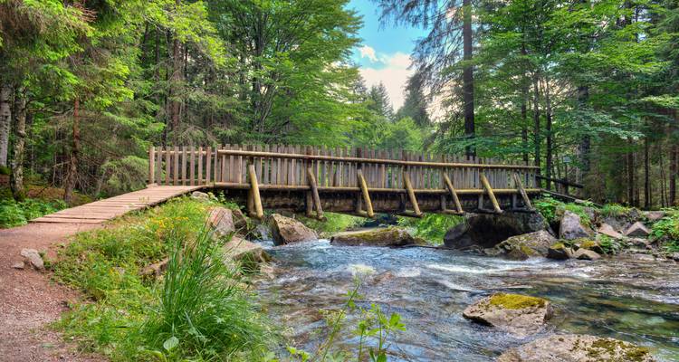 Holzfußbrücke über einen klaren Bergbach in einem schattigen Nadelwald.