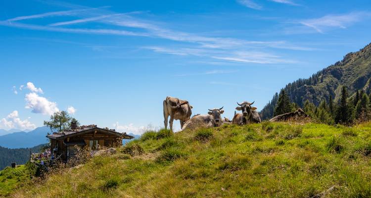 Las vacas descansan en una cresta alpina cubierta de hierba cerca de una cabaña de madera rústica con cordilleras montañosas brumosas al fondo.