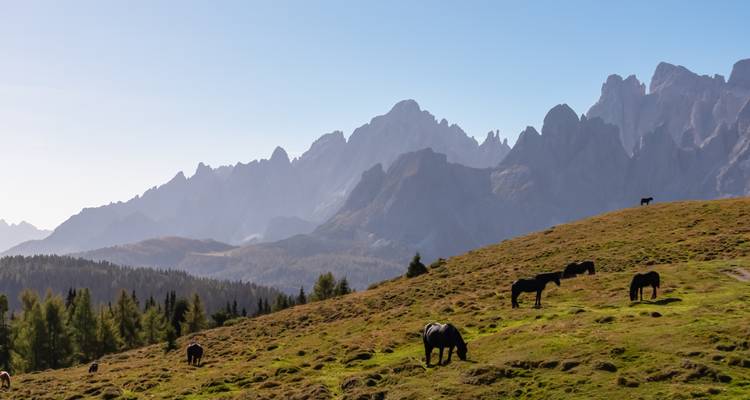 Vue panoramique d'une chaîne de montagnes avec des chevaux qui paissent dans un pré vallonné.