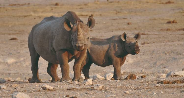 Ein Nashorn und sein Kalb stehen auf felsigem Gelände.
