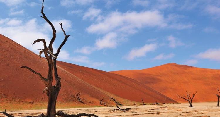 Trockene Bäume vor roten Sanddünen in einer Wüstenumgebung.
