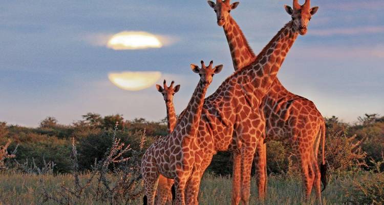 Giraffen stehen zusammen in der Savanne vor einer untergehenden Sonne.