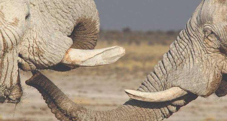 Nahaufnahme von Elefanten, die spielerisch ihre Rüssel miteinander verschlingen.