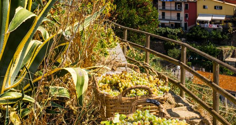 Des paniers débordant de raisins blancs fraîchement récoltés sur un chemin en terrasses escarpées à côté de plants d'agave.