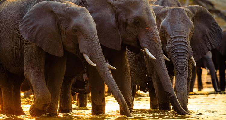 Trio d'éléphants en gros plan se tenant dans une eau peu profonde illuminée par une lumière chaude du soir.