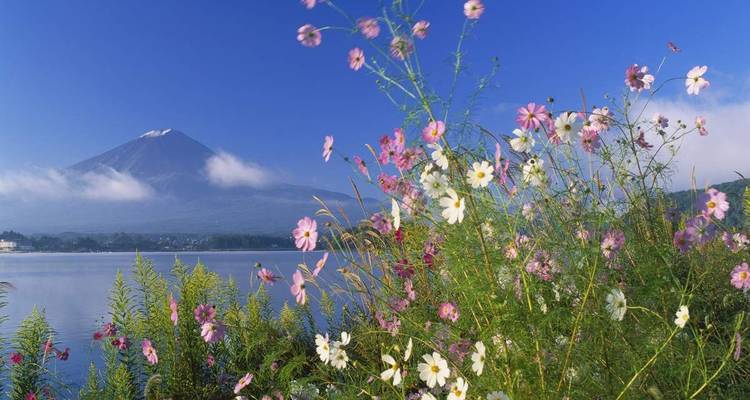 Mount Fuji im Hintergrund mit Blumen entlang des Sees.