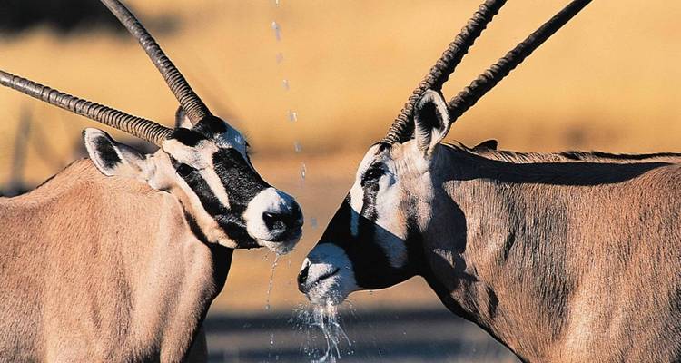 Zwei Antilopen mit langen Hörnern, die miteinander interagieren, mit einem Wasserloch im Hintergrund.