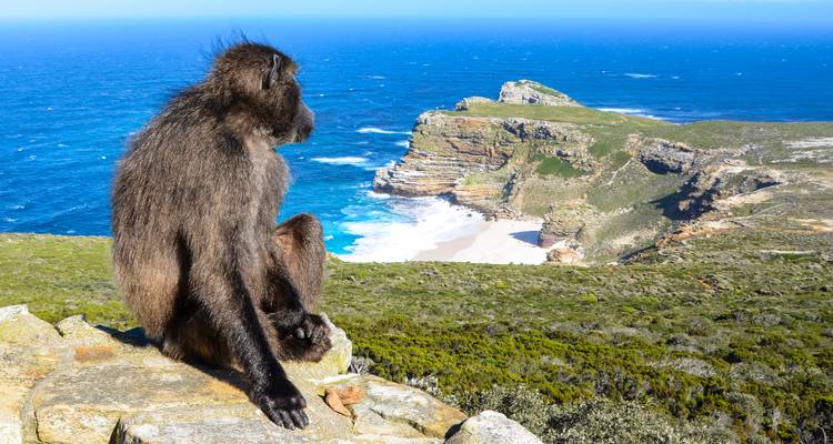 Baboon sitting on rocks overlooking the ocean at Cape Point.
