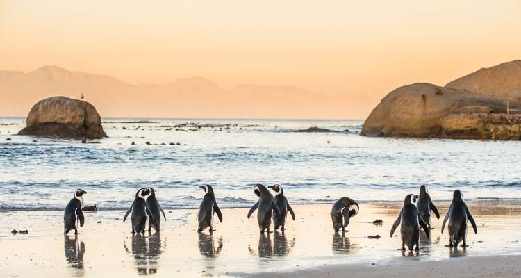 Group of penguins on a beach at sunset.