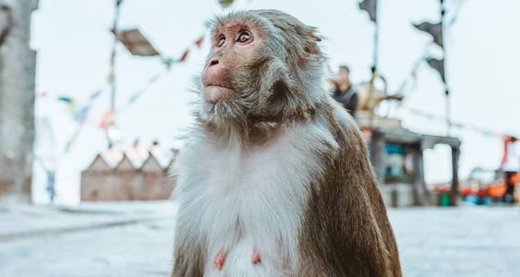 Close-up van een aap met een wazige achtergrond.