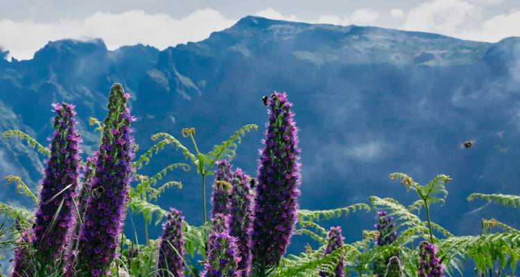 Altos picos de flores púrpuras con un telón de fondo de montañas brumosas en Madeira.