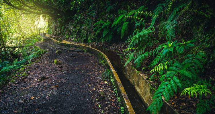 Sentier de levada moussu serpentant à travers une dense forêt verte avec des rayons de lumière matinale filtrant à travers la canopée.