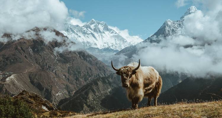 Yak in de Himalaya met dramatische bergtoppen die dreigend in de verte opdoemen.