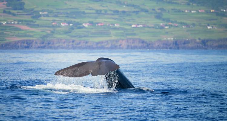 De staart van een walvis buigt zich boven het oceaanoppervlak uit, met vaag zichtbare groene heuvels van een eiland op de achtergrond.